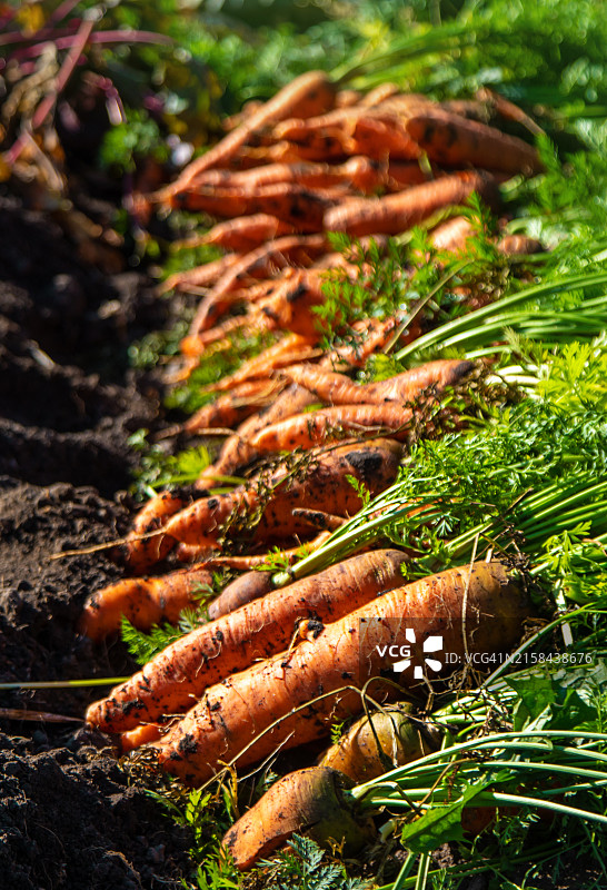 田地里的胡萝卜特写图片素材