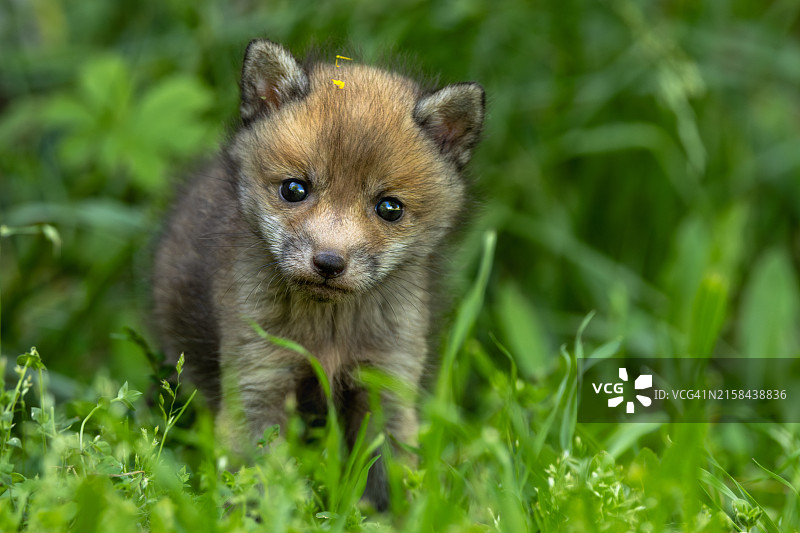 小狗特写图片素材