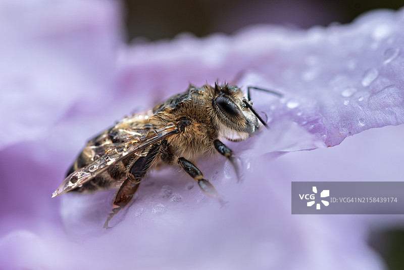 蜜蜂在紫色花朵上的特写图片素材