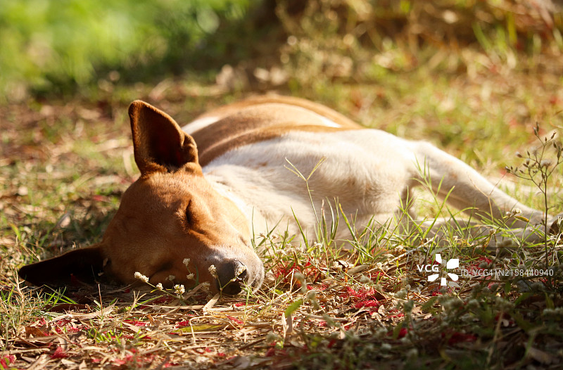 草地上睡觉的狗特写图片素材