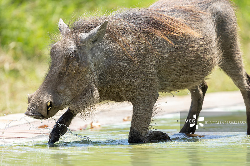 水牛在湖中站立侧视图图片素材