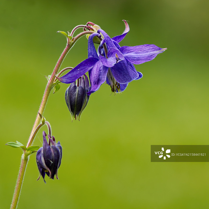 紫色花朵的特写图片素材