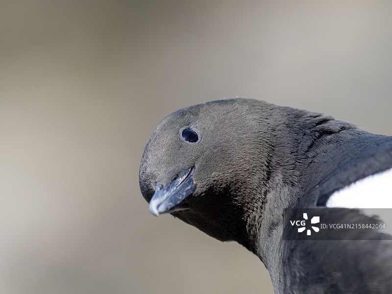 英国苏格兰西海岸奥班的黑海鸽图片素材