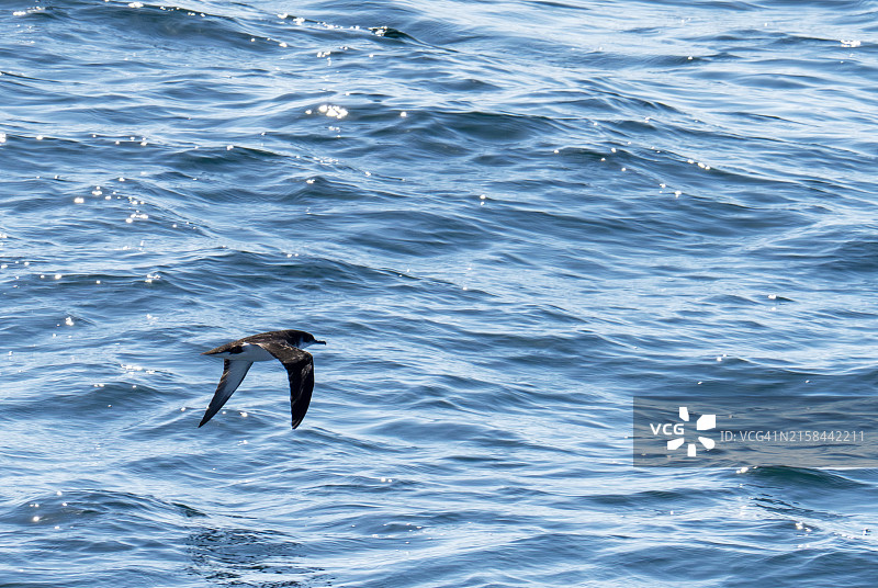 从奥班到外赫布里底群岛的渡轮上的黑海剪嘴鸥，英国苏格兰图片素材