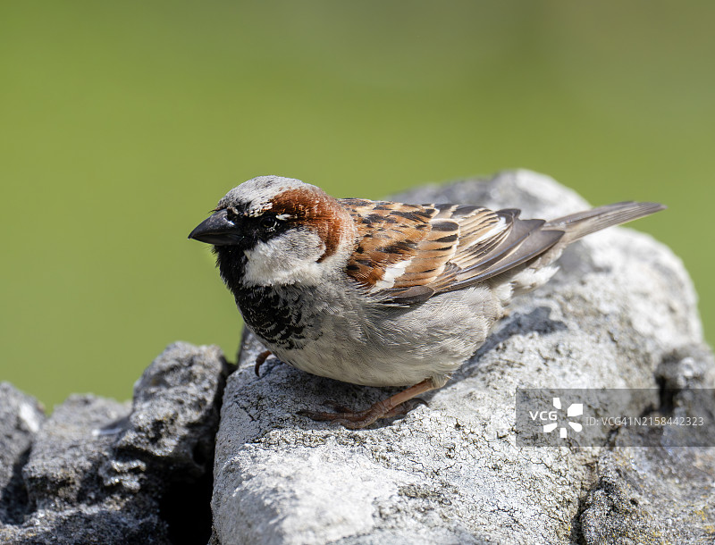 雄性家麻雀，摄于英国苏格兰外赫布里底群岛埃里斯凯岛图片素材