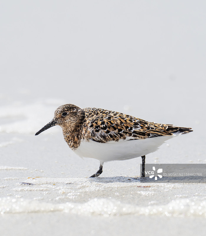 在苏格兰外赫布里底群岛巴拉岛上的矶鹬图片素材