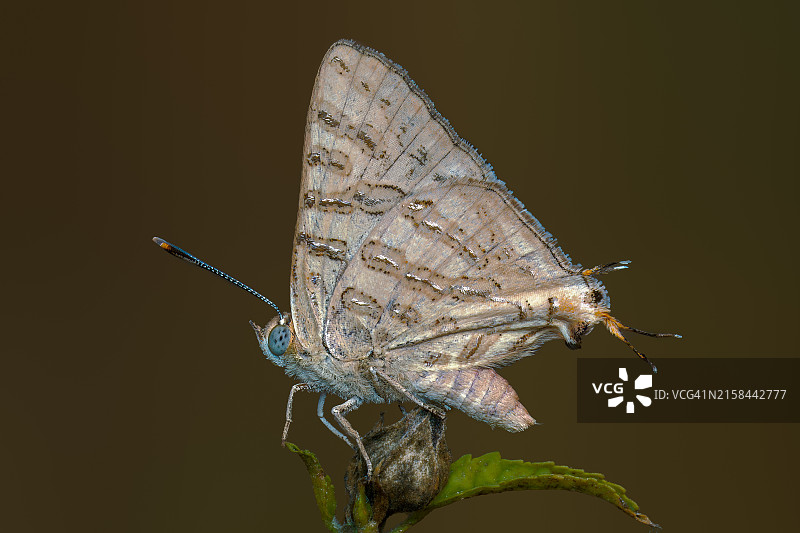 蝴蝶特写图片素材