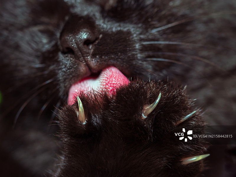 猫特写图片素材