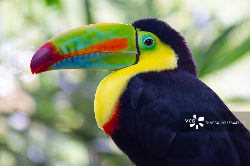 巨嘴鸟特写图片素材