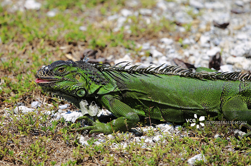 美国佛罗里达州基韦斯特的绿色鬣蜥特写图片素材
