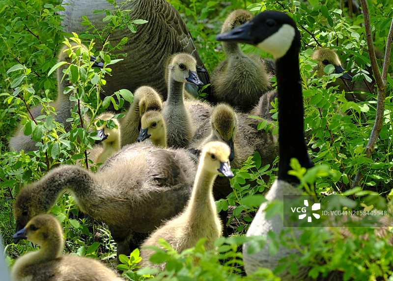 植物丛中的小鸭子特写图片素材