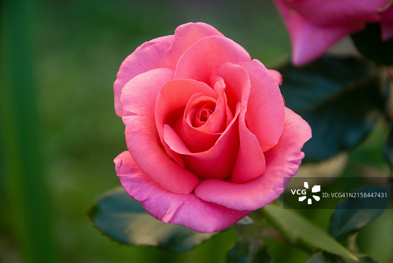 粉色玫瑰的特写图片素材