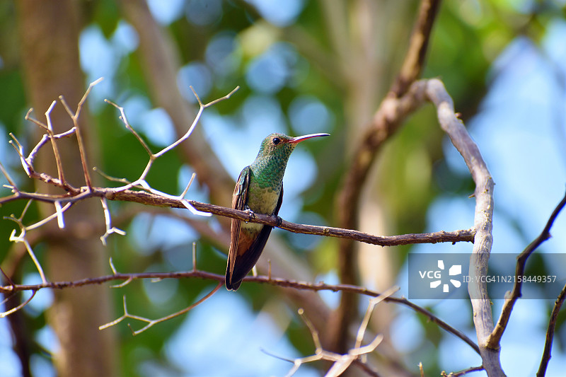 蜂鸟栖息在巴拿马树枝上特写图片素材