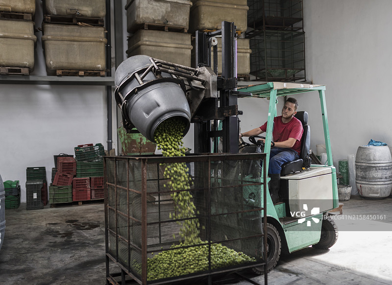 叉车将橄榄从桶中放入笼子图片素材