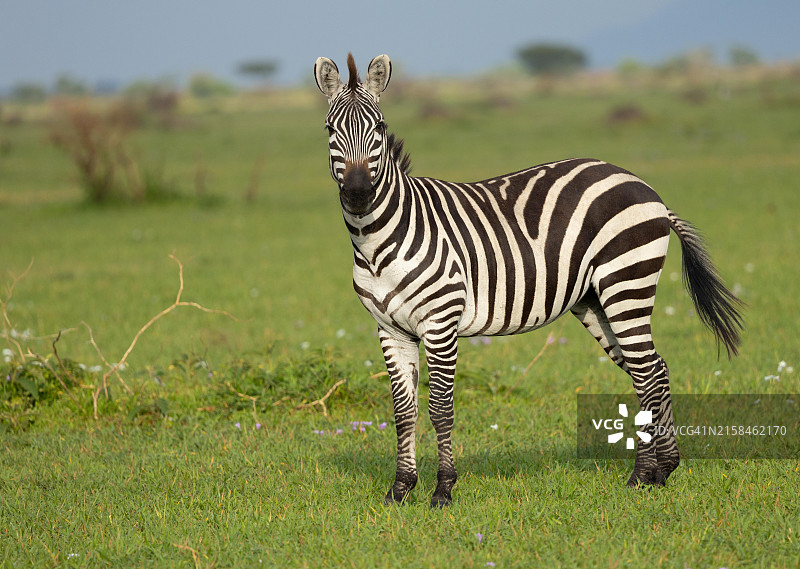 平原斑马的肖像图片素材