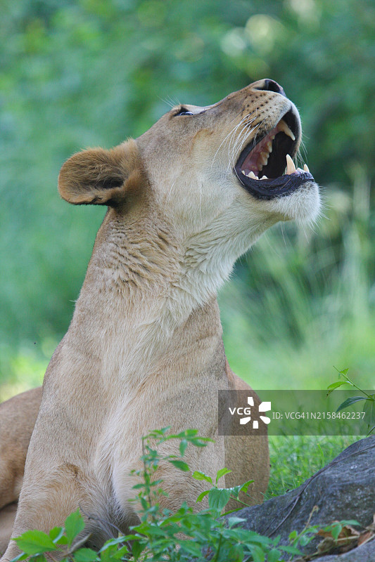 雌狮特写，美国纽约布朗克斯图片素材