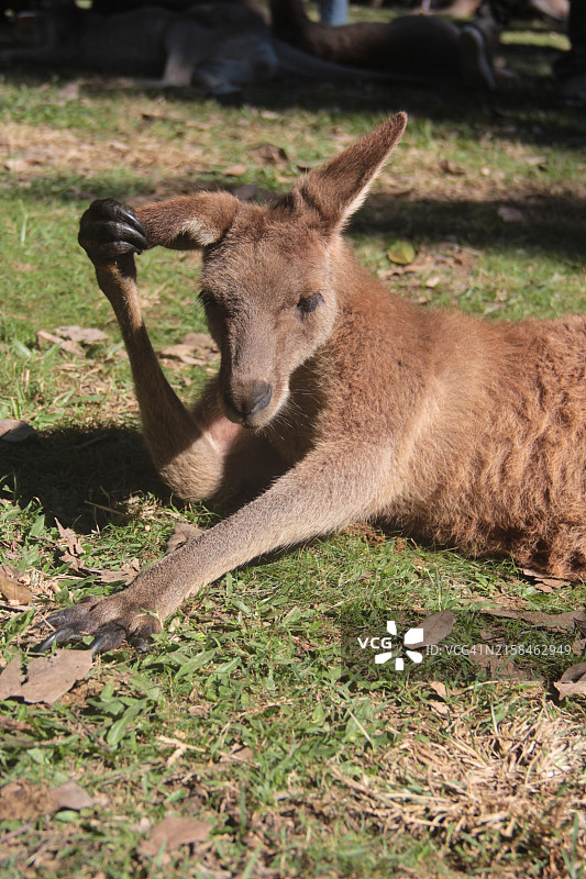 昆士兰澳大利亚，袋鼠肖像图片素材