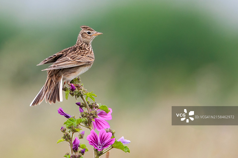 特写：歌雀栖息于花朵图片素材