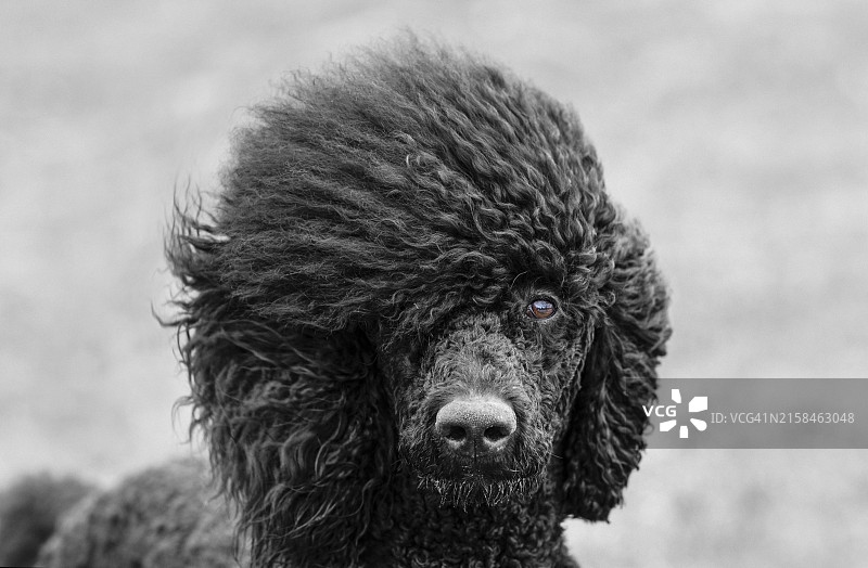 美国熊的特写肖像图片素材