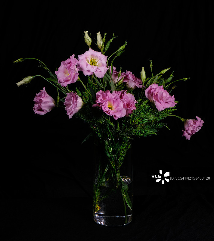 黑色背景下的粉色花朵特写图片素材
