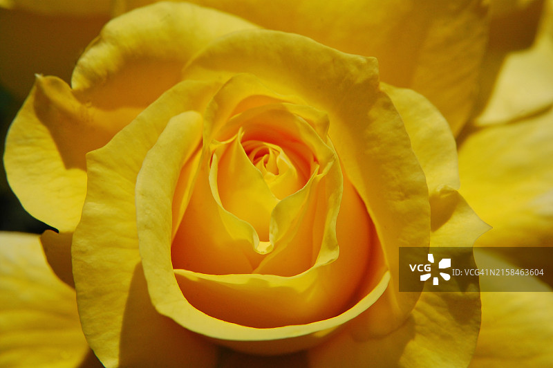黄色玫瑰特写，美国加利福尼亚州图片素材