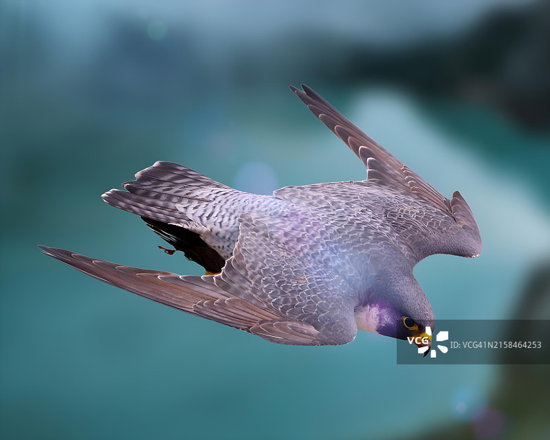 游隼的特写镜头图片素材