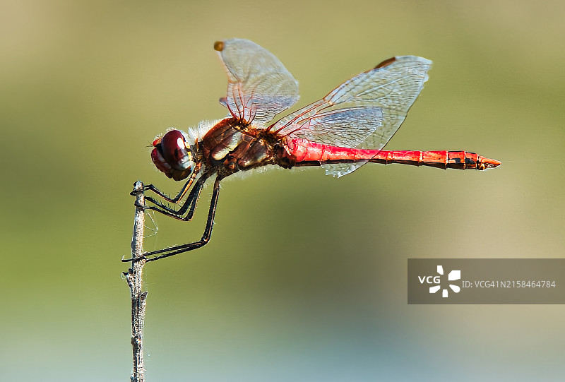 树枝上的蜻蜓特写，西班牙图片素材