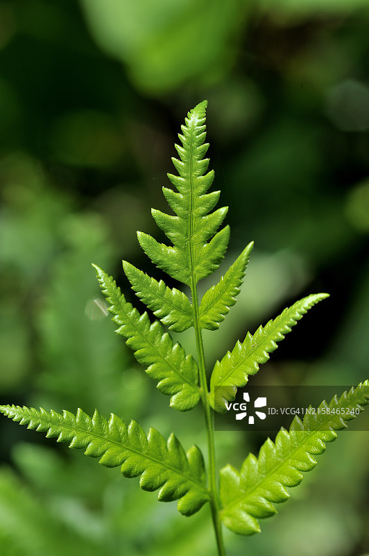 蕨类植物特写图片素材