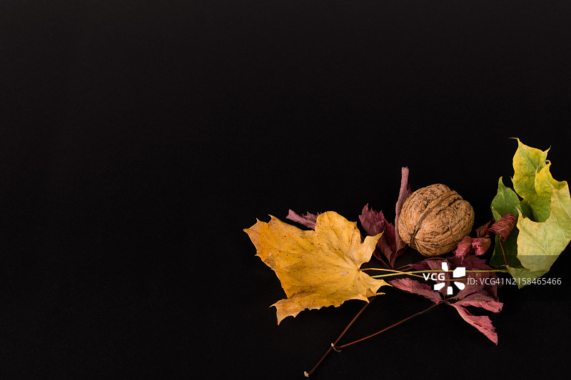 黑色背景下的干树叶特写图片素材