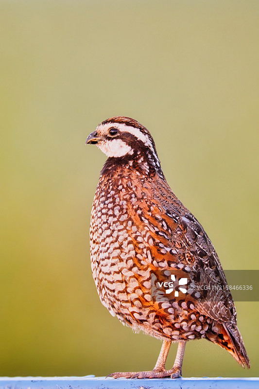 鹌鹑，佛罗里达州，美国图片素材