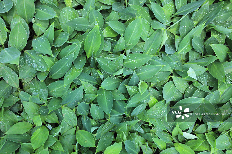 潮湿的树叶全画幅照片图片素材