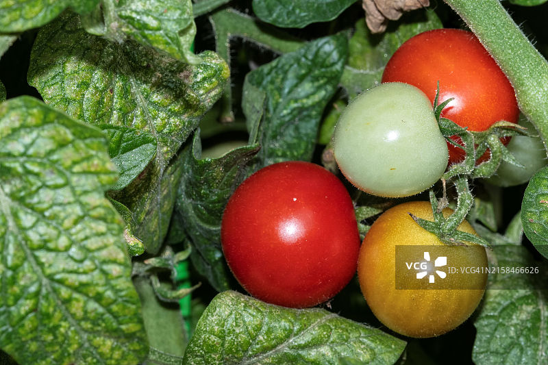 湿番茄特写，美国伊利诺伊州芝加哥图片素材