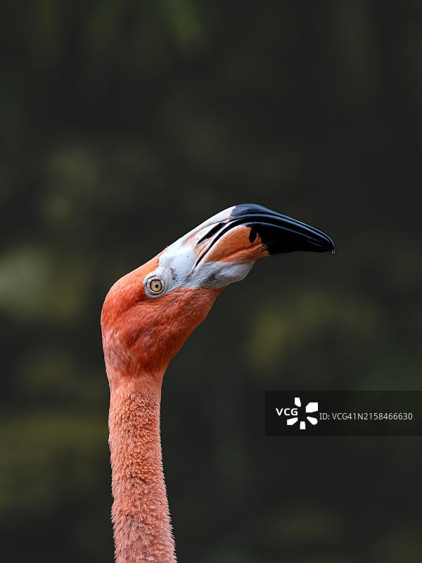 大红鹳特写，美国佛罗里达州图片素材