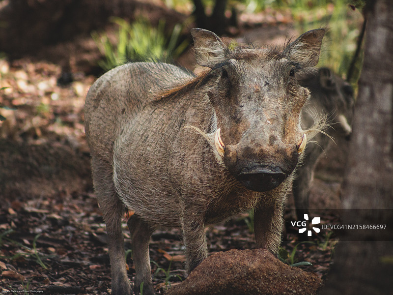 奶牛站在田野上的肖像图片素材