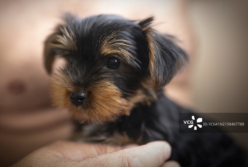 小狗特写图片素材