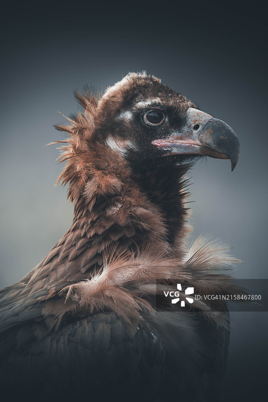 秃鹫特写图片素材