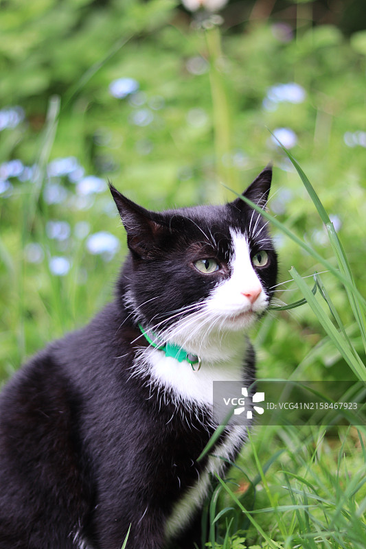 草地上坐着的猫特写，英国达勒姆图片素材