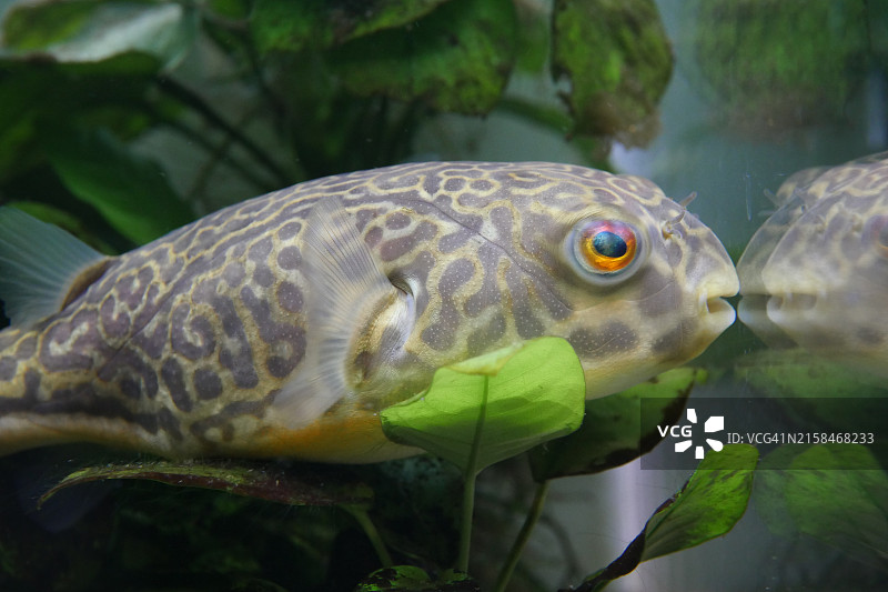 日本海域箱鲀热带咸水鱼特写图片素材