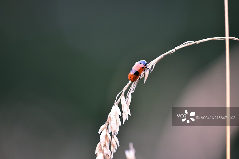 盛开的草地与双点隐头叶甲图片素材