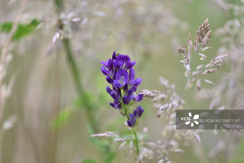 紫花苜蓿图片素材
