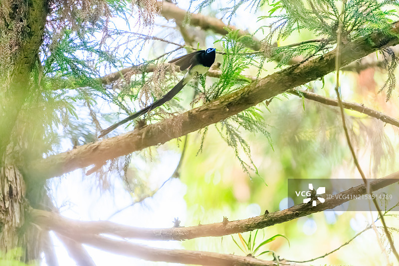 在日本八王子市森林深处捕捉昆虫的长尾美丽紫寿带鸟图片素材
