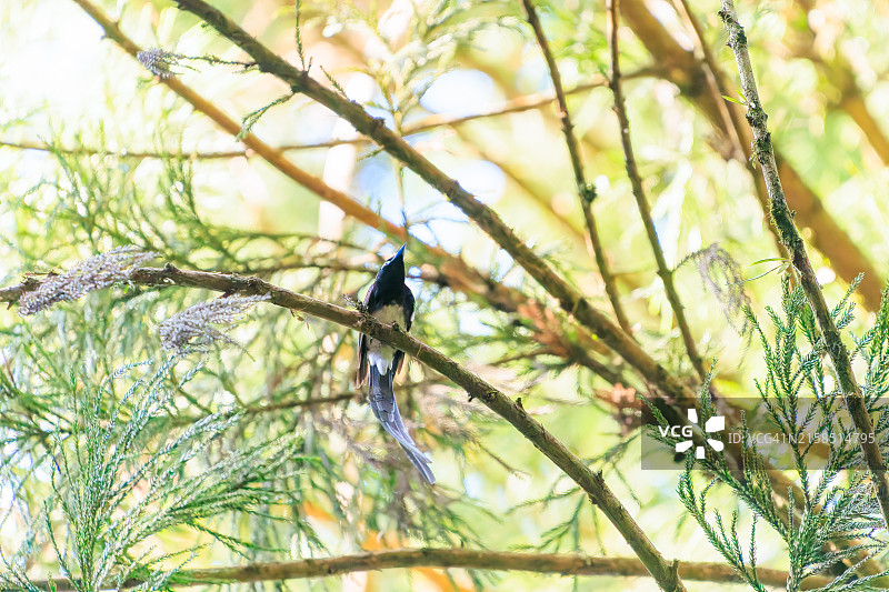 在日本八王子市森林深处捕捉昆虫的长尾美丽紫寿带鸟图片素材