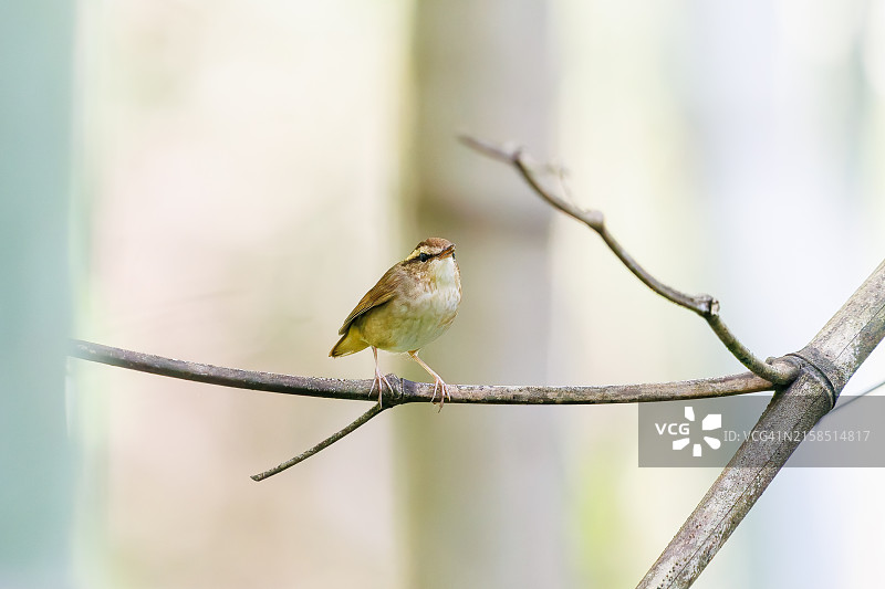 日本东京八王子市：短尾 bush warbler 在竹林后高频鸣叫图片素材