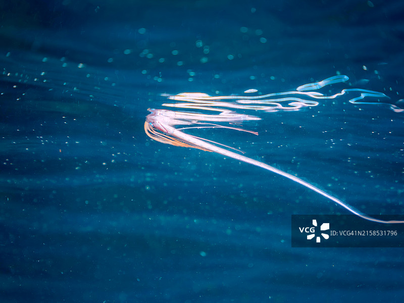 美丽稀有的深海鱼：皇带鱼幼鱼图片素材