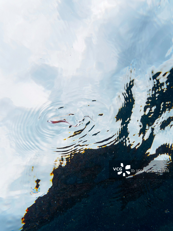 美丽稀有的深海鱼：皇带鱼幼鱼图片素材