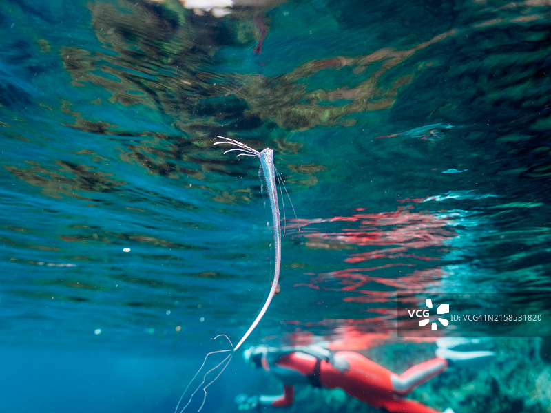 美丽稀有的深海鱼：皇带鱼幼鱼图片素材