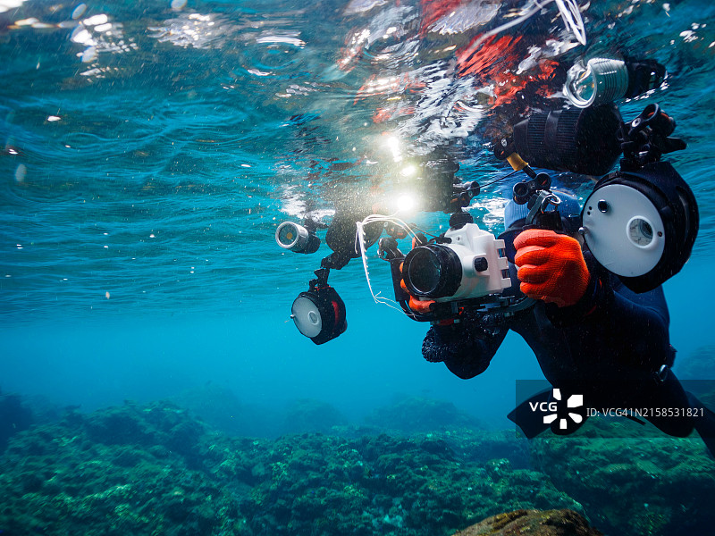 稀有的深海鱼：美丽的幼年皇带鱼图片素材