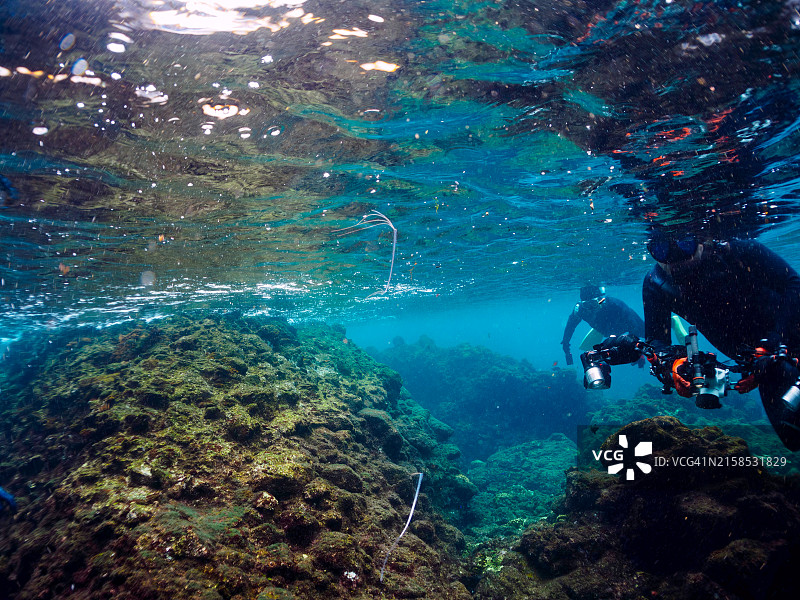 稀有的深海鱼：美丽的幼年皇带鱼图片素材