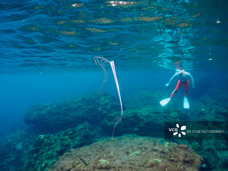 稀有的深海鱼：美丽的幼年皇带鱼图片素材