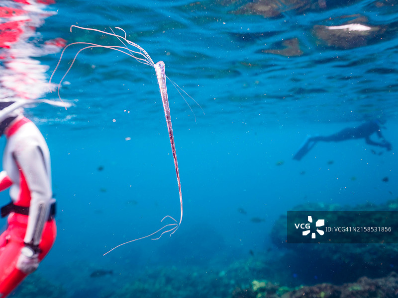 稀有的深海鱼：美丽的幼年皇带鱼图片素材
